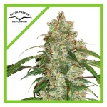 CBD WHITE WIDOW AUTO X3-DUTCH PASSION