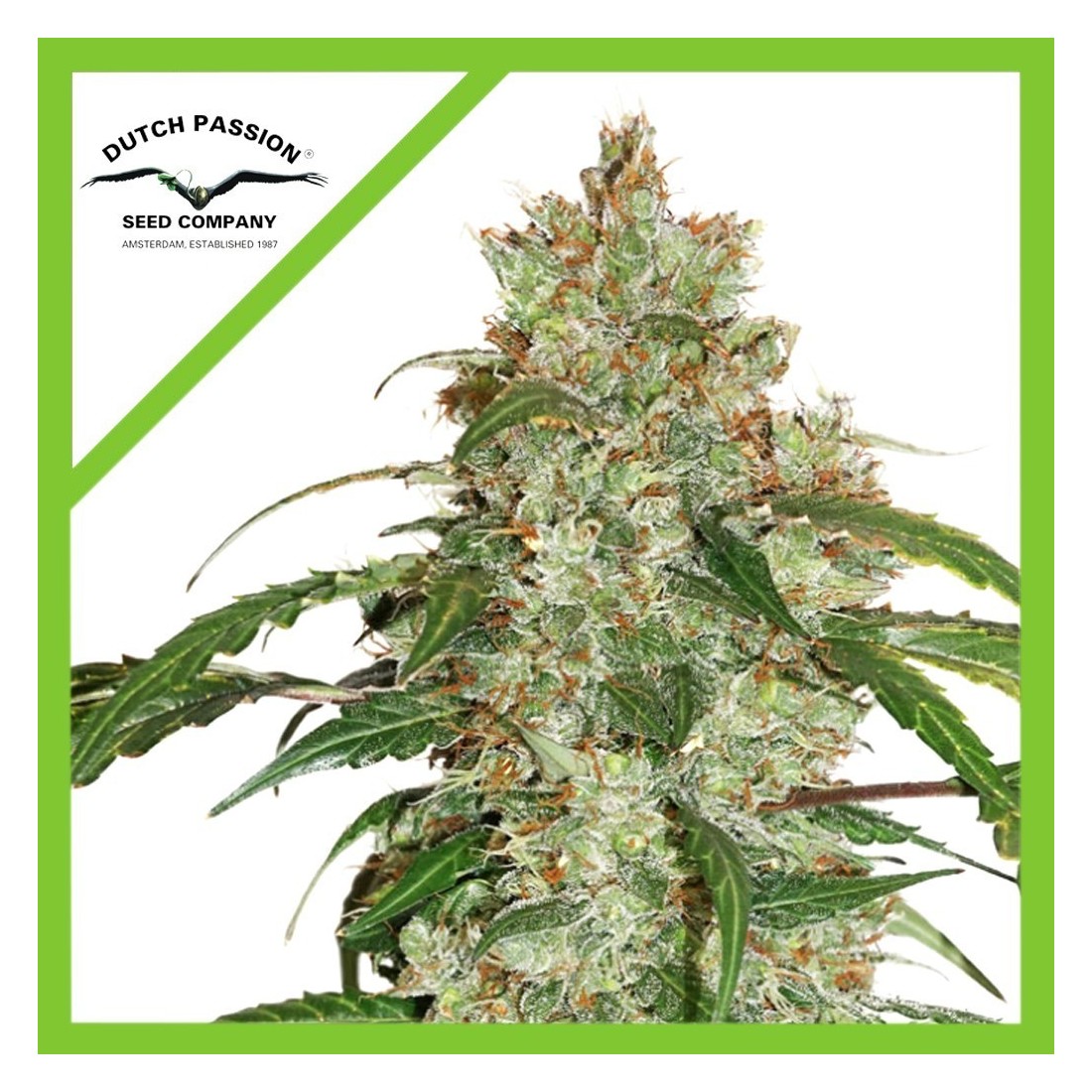 1 AUTO MAZAR X3-DUTCH PASSION - Imagen 1