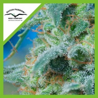 2 WHITE WIDOW AUTO X3-DUTCH PASSION - Imagen 1
