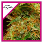 MAZAR FEM X3-DUTCH PASSION