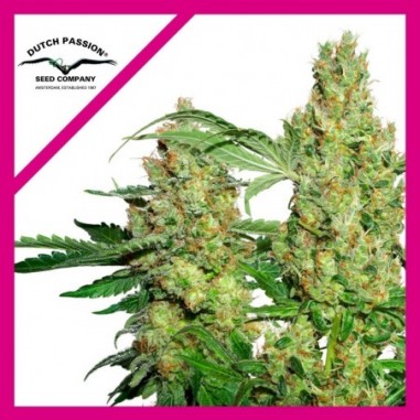 2 POWER PLANT FEM X3-DUTCH PASSION - Imagen 1