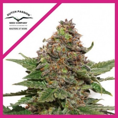 2 STRAWBERRY COUGH FEM X3-DUTCH PASSION - Imagen 1