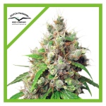 AUTOEUFORIA AUTO X3-DUTCH PASSION