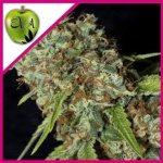 JAMAICAN DREAM CBD FEM X3+1-EVA SEEDS