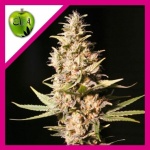 MISSING IN BARCELONA FEM X3+1-EVA SEEDS