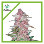 BLACKBERRY AUTO X5-FAST BUDS