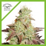 NIGHT QUEEN AUTO X3-DUTCH PASSION