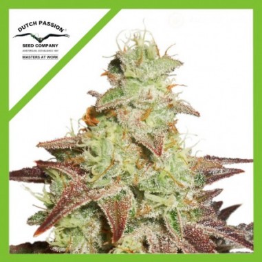 3 NIGHT QUEEN AUTO X3-DUTCH PASSION - Imagen 1