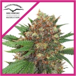 MASTER KUSH FEM X3-DUTCH PASSION