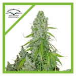 ULTIMATE AUTO X3-DUTCH PASSION