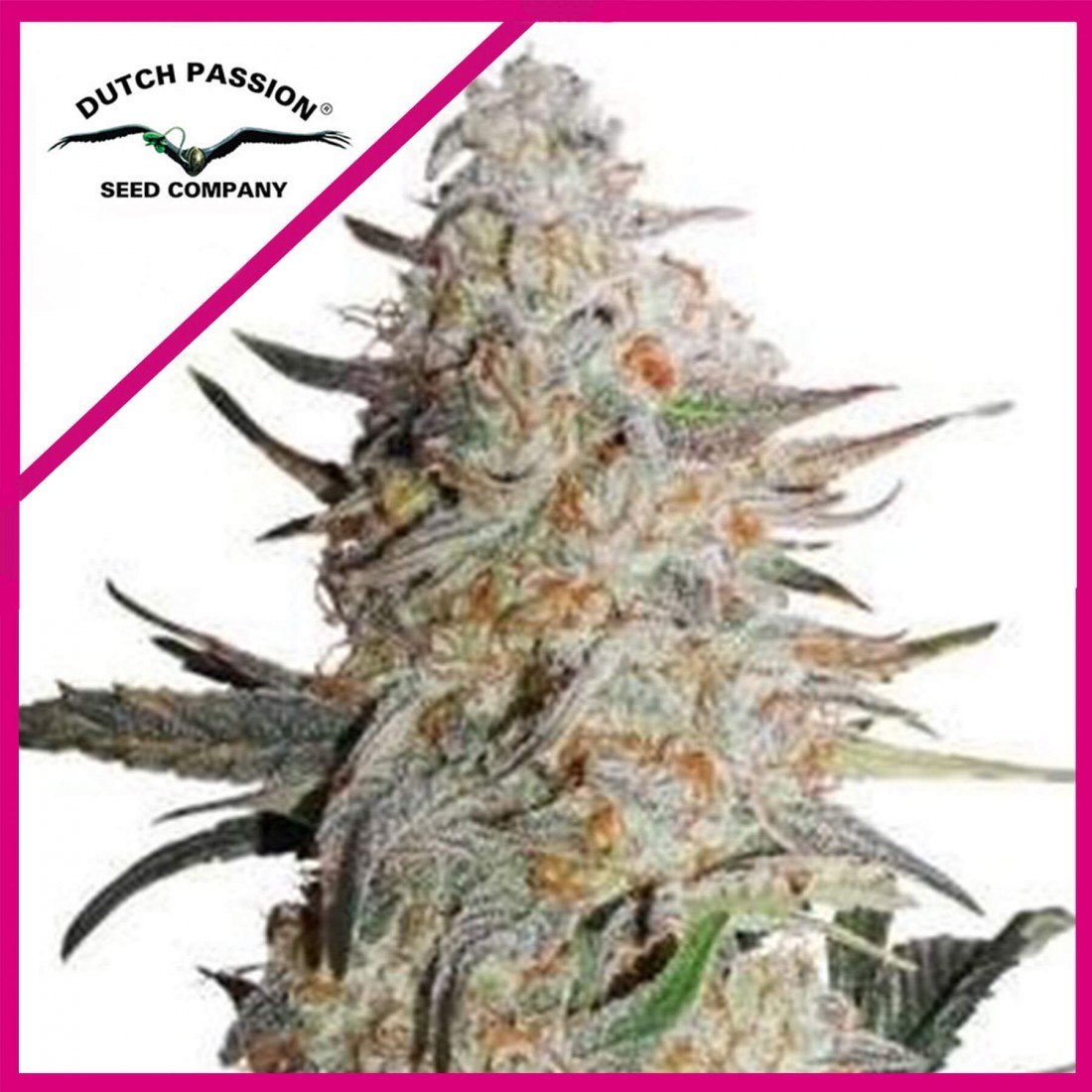 3 CRITICAL ORANGE PUNCH FEM X3-DUTCH PASSION - Imagen 1