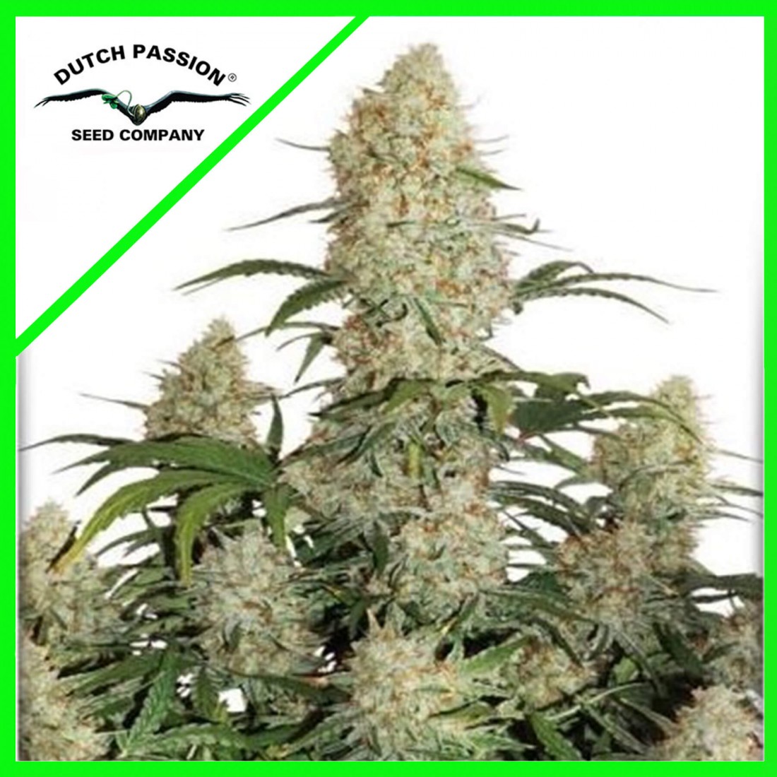 3 CRITICAL ORANGE PUNCH AUTO X3-DUTCH PASSION - Imagen 1