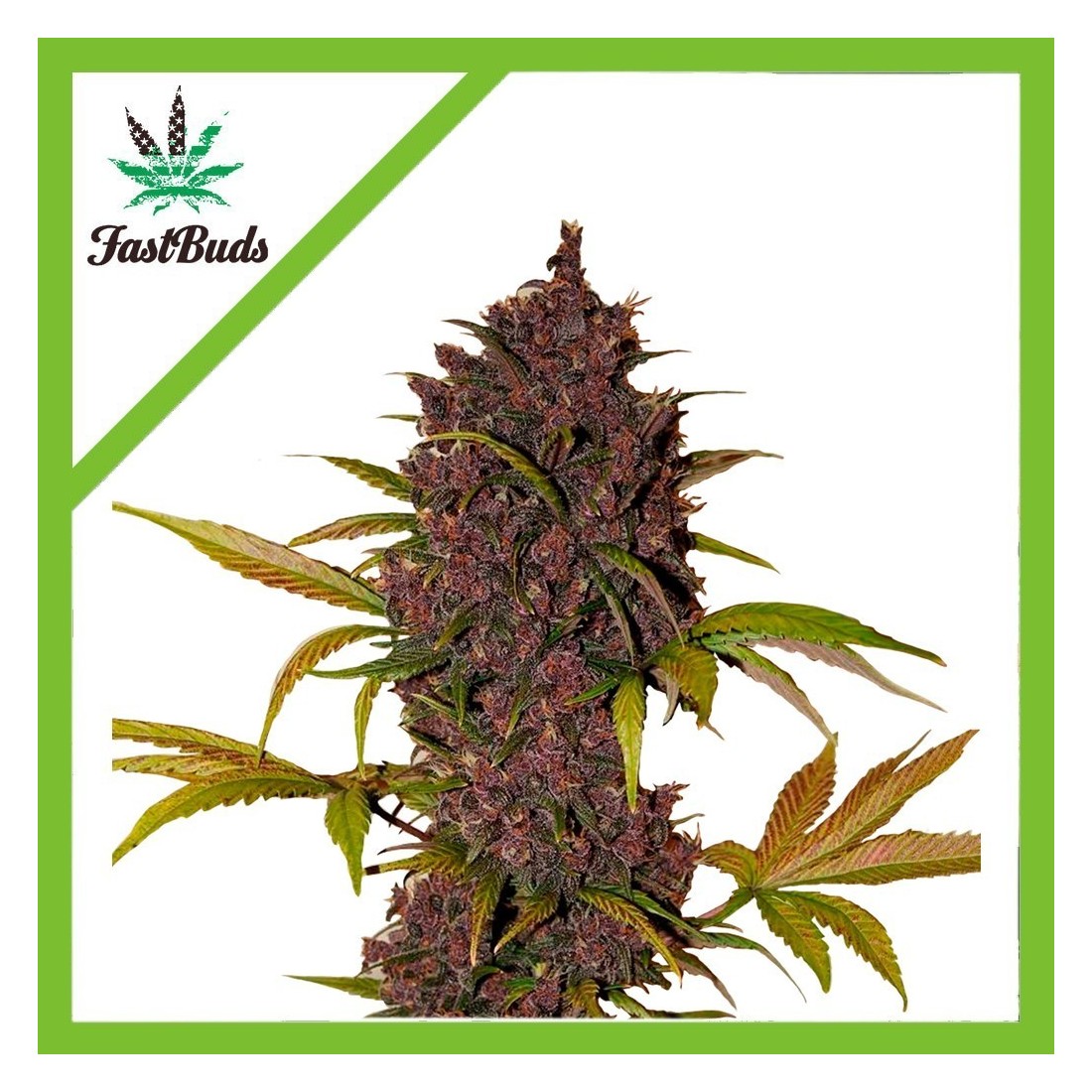 3 LSD 25 AUTO X5-FAST BUDS - Imagen 1