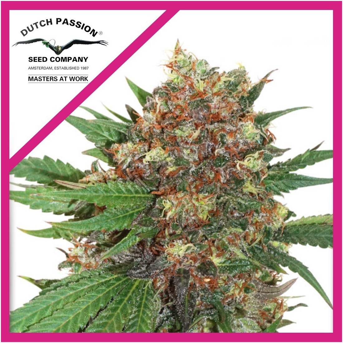 3 MASTER KUSH FEM X3-DUTCH PASSION - Imagen 1
