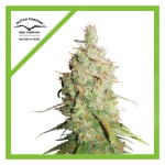 DESFRAN AUTO X3-DUTCH PASSION