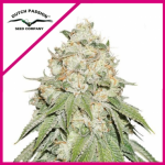 BANANA BLAZE FEM X3-DUTCH PASSION