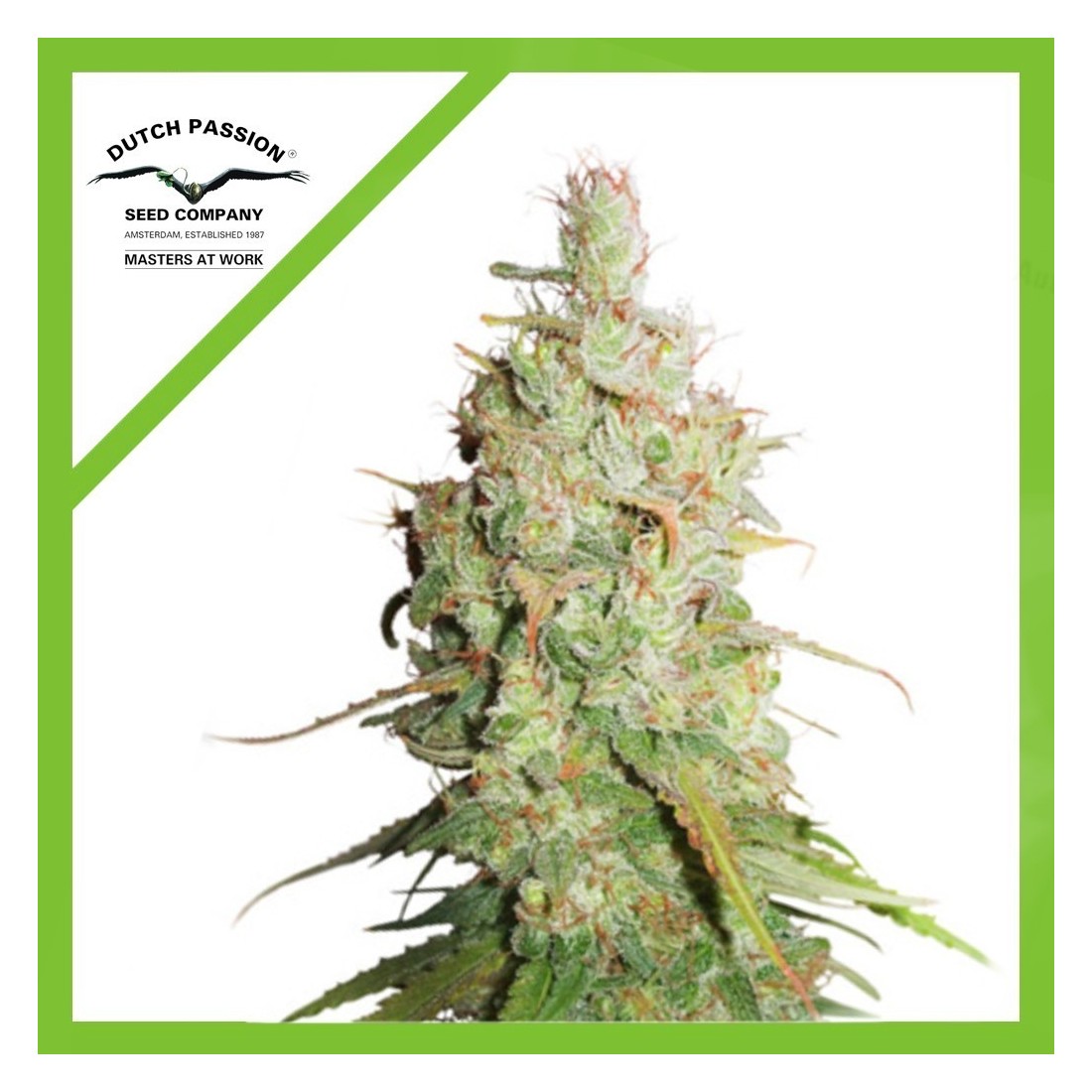 4 DESFRAN AUTO X3-DUTCH PASSION - Imagen 1