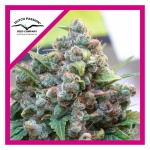 WHITE WIDOW FEM X3-DUTCH PASSION