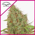 FEM SKYWALKER HAZE DUTCH PASSION X3