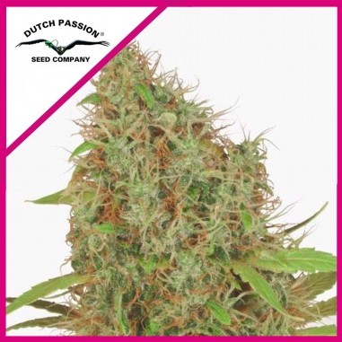 4 FEM SKYWALKER HAZE DUTCH PASSION X3 - Imagen 1