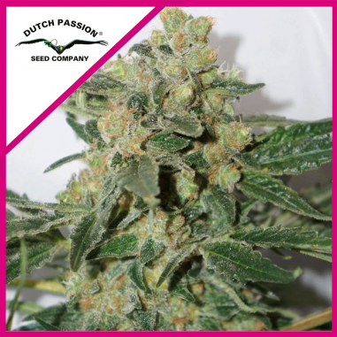4 SKUNK N11 FEM X3-DUTCH PASSION - Imagen 1