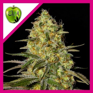 4 BLACK DREAM FEM X3+1-EVA SEEDS - Imagen 1
