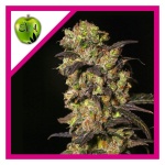 PINK PLANT FEM X3+1-EVA SEEDS