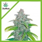 BLUE DREAM AUTO X5-FAST BUDS