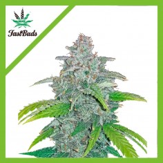 4 BLUE DREAM AUTO X5-FAST BUDS - Imagen 1