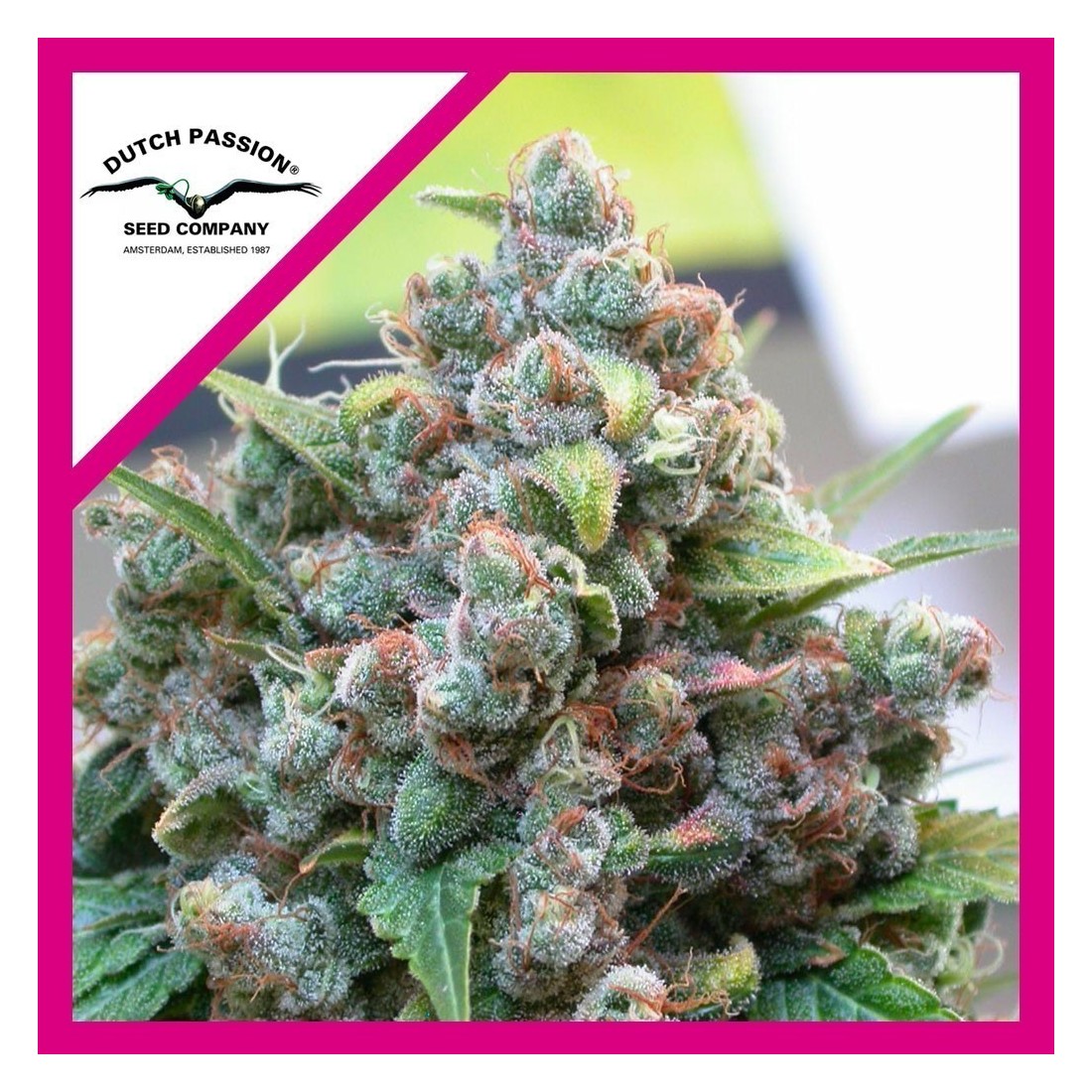 4 WHITE WIDOW FEM X3-DUTCH PASSION - Imagen 1