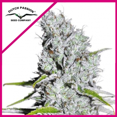 4 SKUNK HAZE CBD FEM X3-DUTCH PASSION - Imagen 1