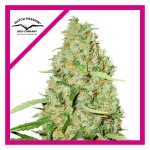 THINK FAST FEM X3-DUTCH PASSION