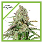 COLORADO COOKIES AUTO X3-DUTCH PASSION