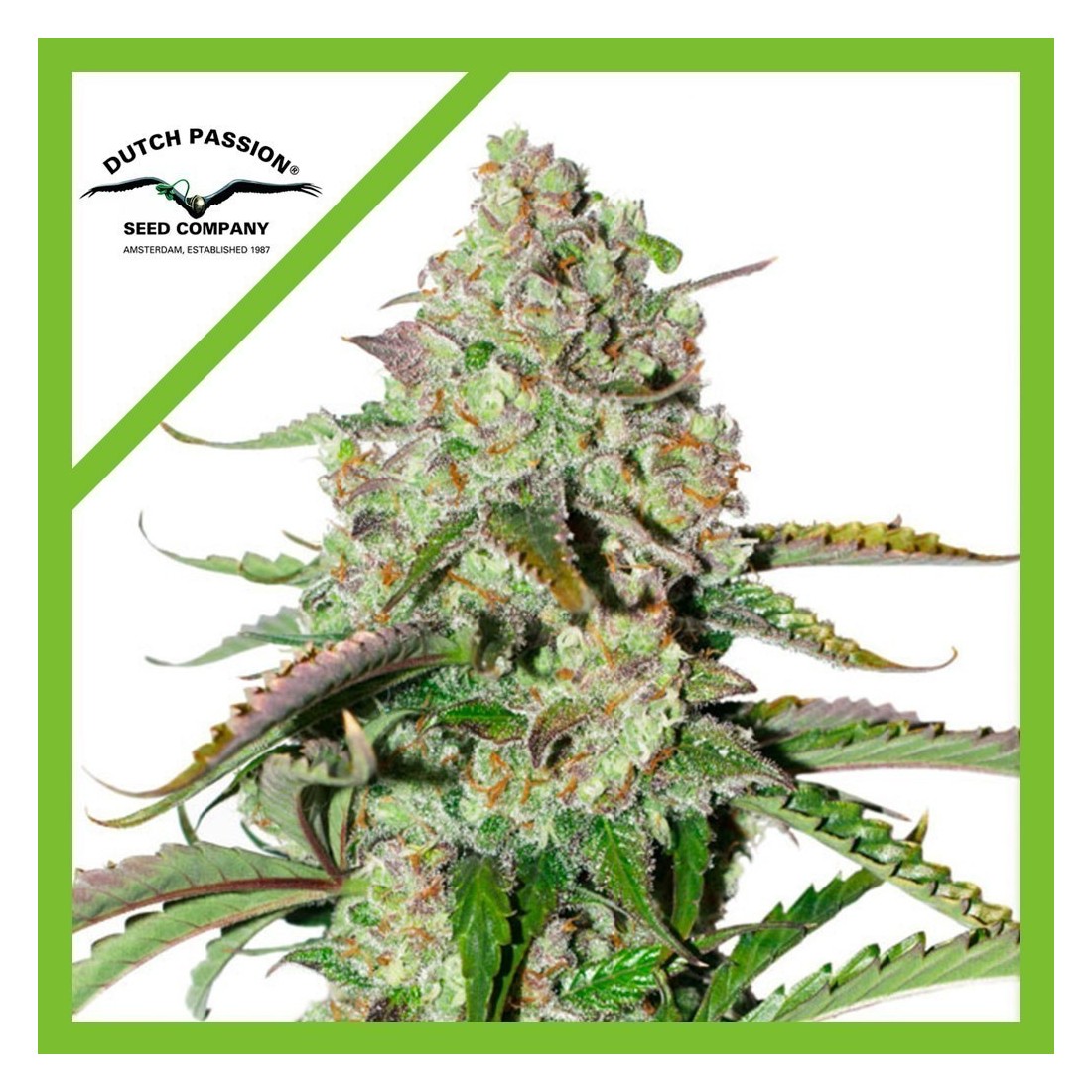 5 COLORADO COOKIES AUTO X3-DUTCH PASSION - Imagen 1