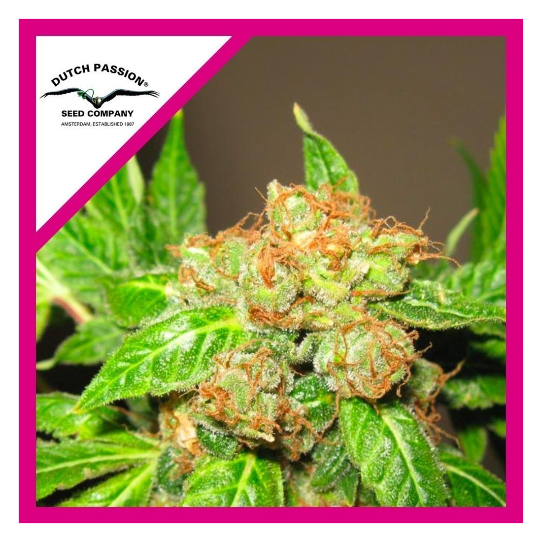 5 ORANGE BUD FEM X3-DUTCH PASSION - Imagen 1