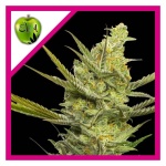 GIPSY HAZE FEM X3+1-EVA SEEDS
