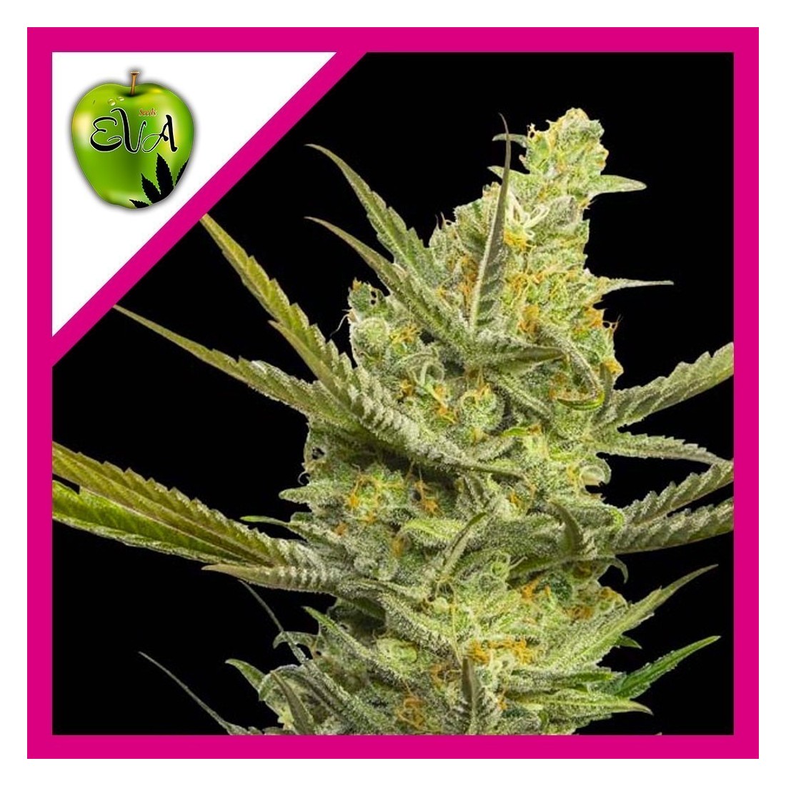 5 GIPSY HAZE FEM X3+1-EVA SEEDS - Imagen 1