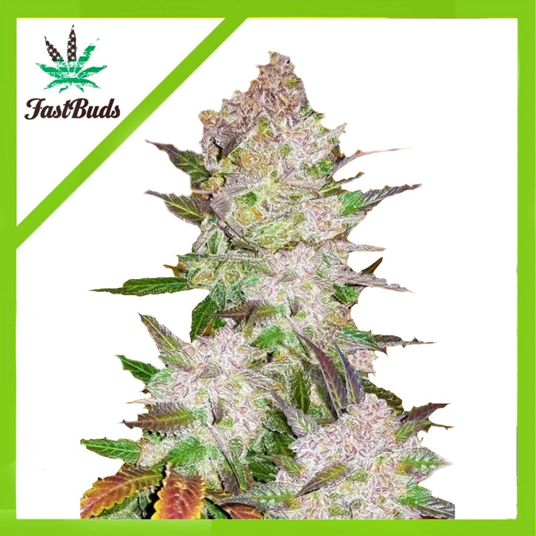 5 CREAM COOKIES AUTO X5-FAST BUDS - Imagen 1