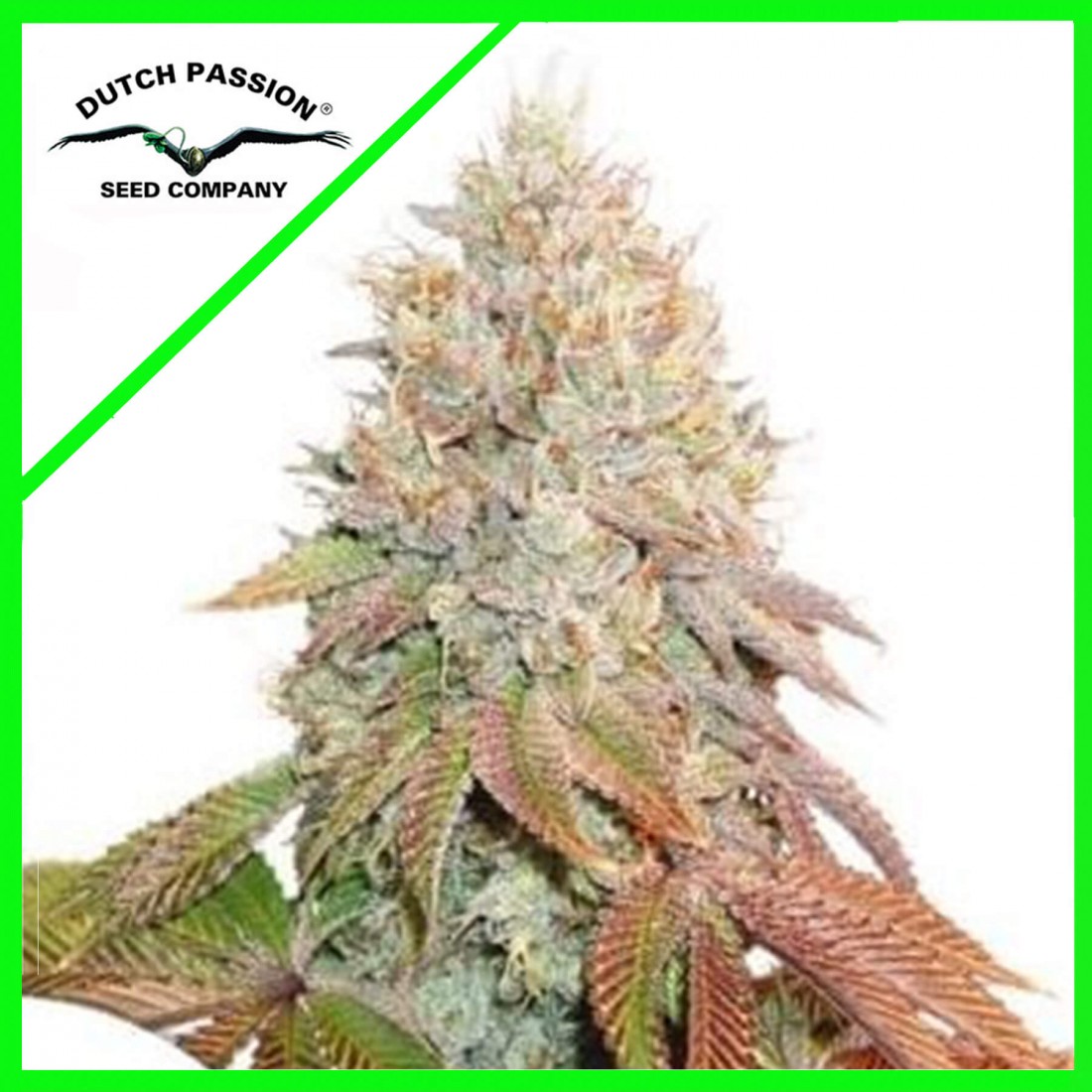 5 BANANA BLAZE AUTO X7-DUTCH PASSION - Imagen 1