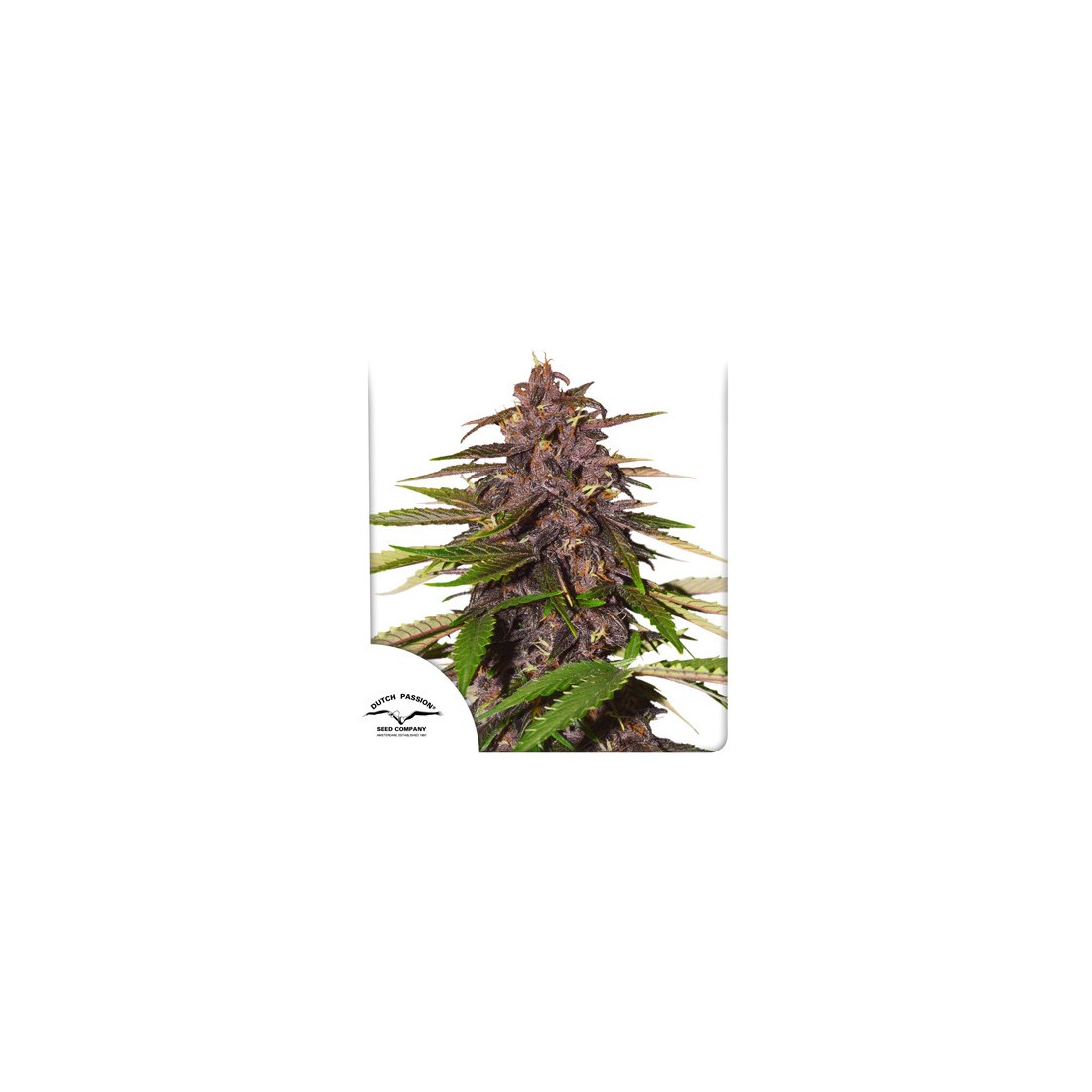 6 FORBIDDEN CHERRY AUTO X3- DUTCH PASSION - Imagen 1