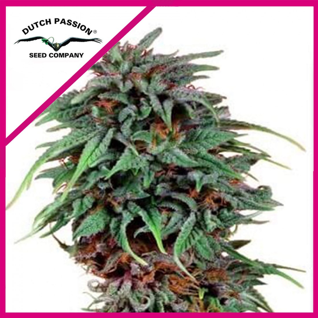6 DURBAN POISON FEM X3-DUTCH PASSION - Imagen 1