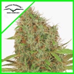 AUTO SKYWALKER HAZE DUTCH PASSION X3