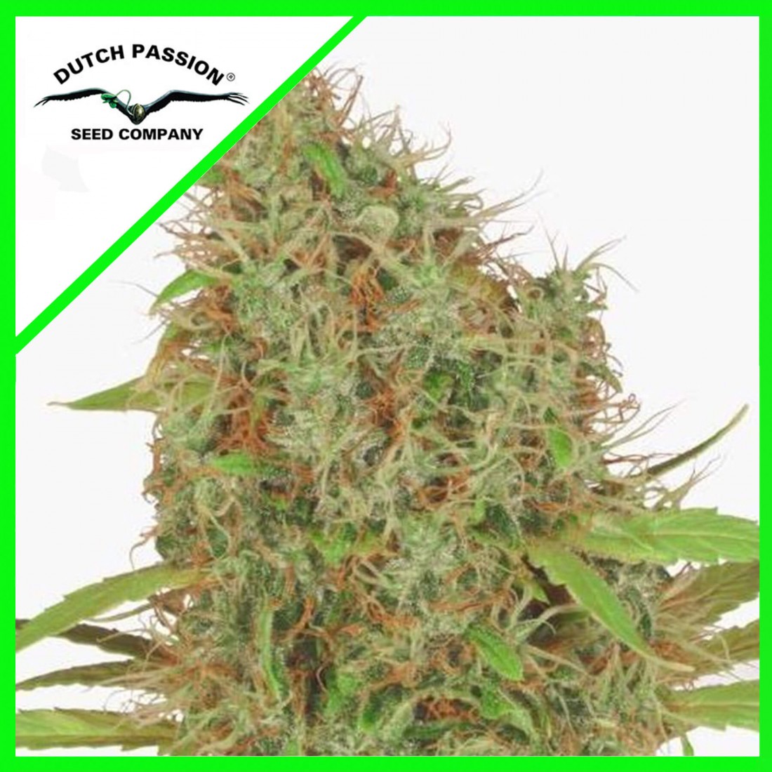 6 AUTO SKYWALKER HAZE DUTCH PASSION X3 - Imagen 1