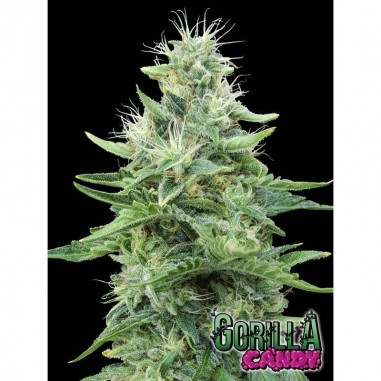 6 GORILLA CANDY FEM X3+1-EVA SEEDS - Imagen 1