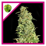 HIGH LEVEL FEM X3+1-EVA SEEDS