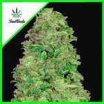 CBD 20:1 AUTO X3-FAST BUDS