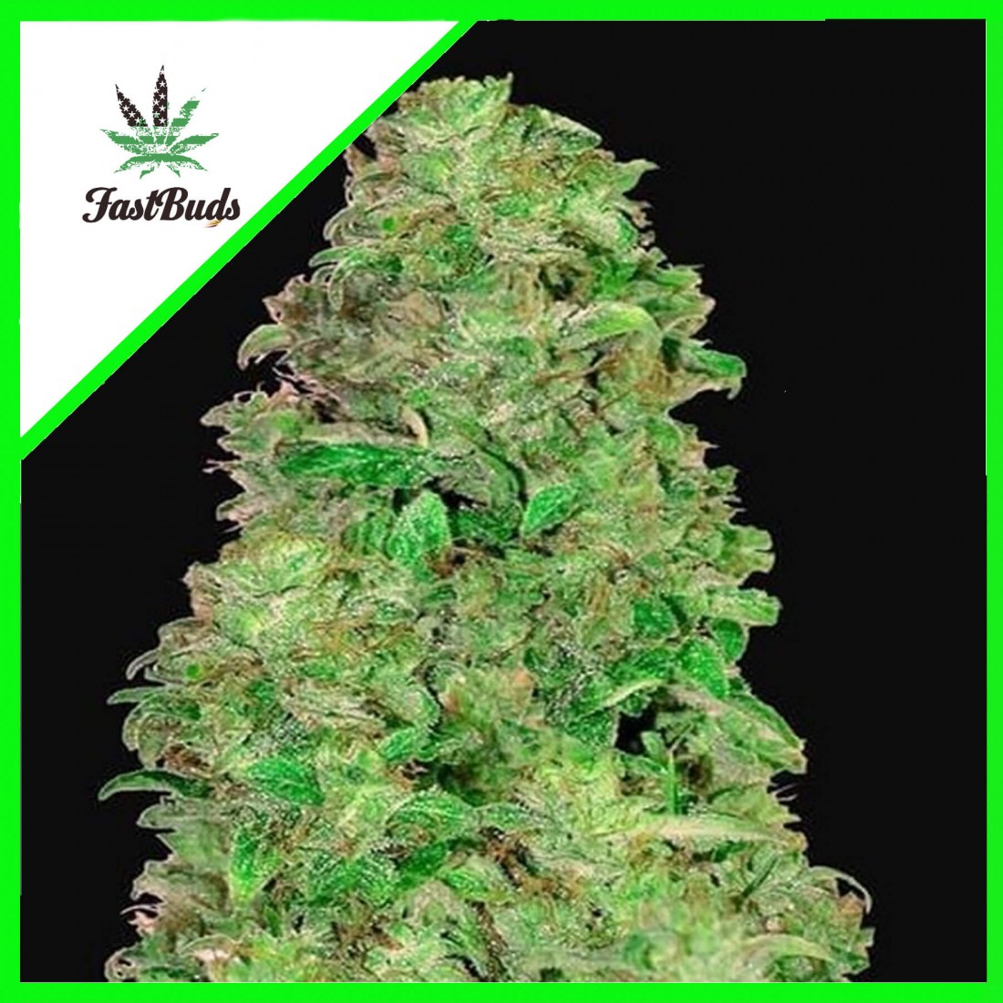 6 CBD 20:1 AUTO X3-FAST BUDS - Imagen 1