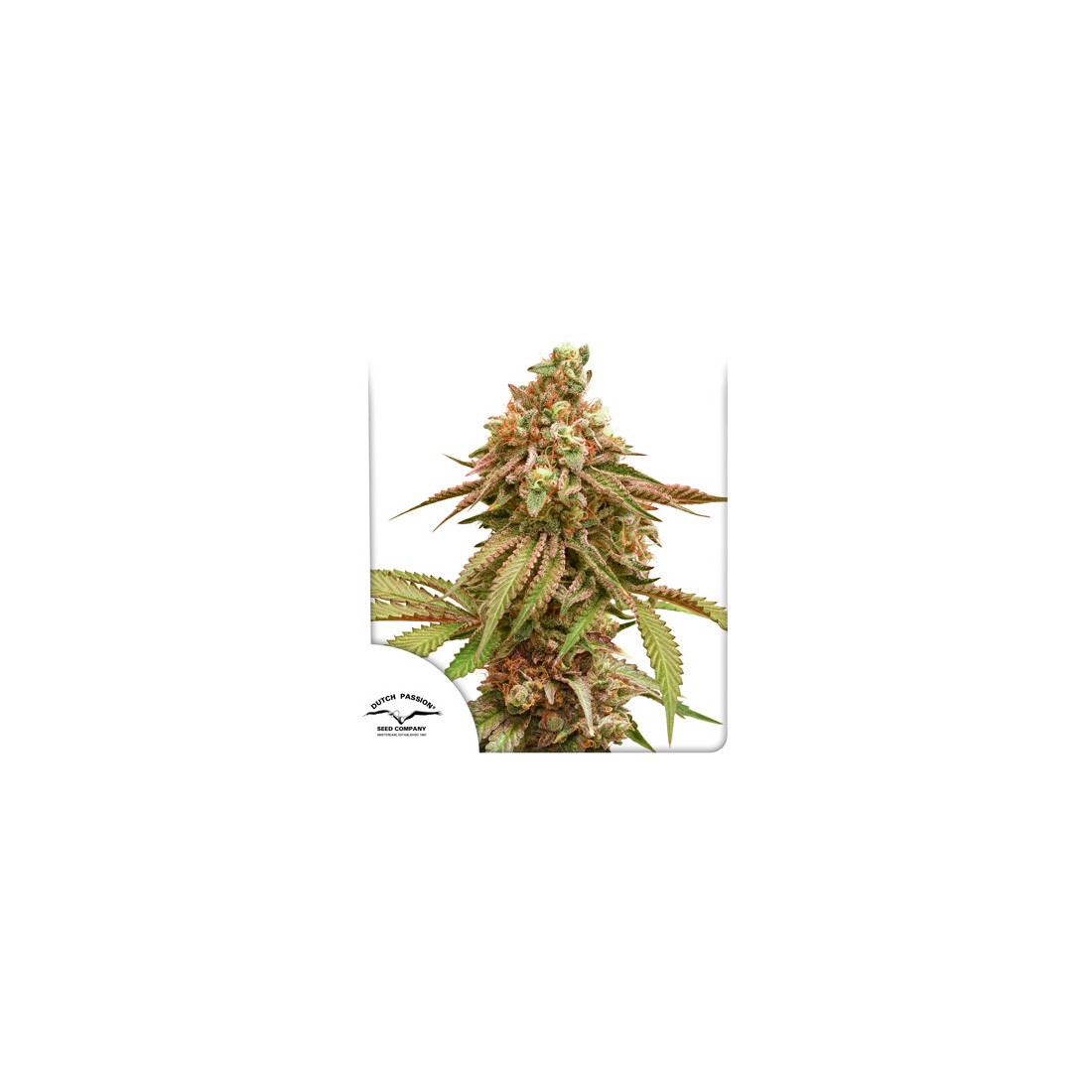 7 TROPICAL TANGIE X3-DUTCH PASSION - Imagen 1