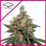 HIFI 4G FEM X3-DUTCH PASSION