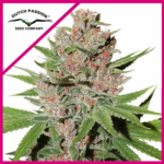 PASSION FRUIT FEM X3-DUTCH PASSION